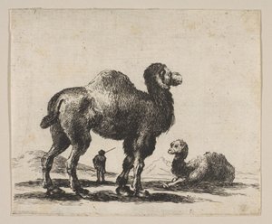 Levha 17: Çeşitli hayvanlardan develer Diversi animali, 1641