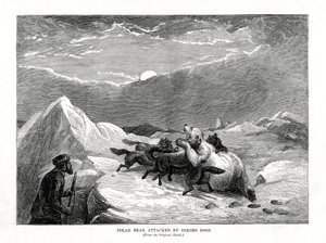 Kutup Ayısı Eskimo Köpeklerinin Saldırısına Uğradı, 1877 by Unbekannt
