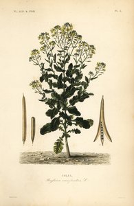 Polonya kanola veya kanola yağı tesisi, Brassica rapa, Brassica campestris, Colza by Unbekannt
