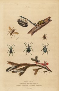 Polistes gallicus, kağıt yaban arısı ve yuva, mavi bit, Eupholus schoenherri, kök biti, Diaprepes abbreviatus, Polycera deniz salyangozları, Ancula gibbosa, Atlantik ancula, deniz yosunu üzerinde by Unbekannt