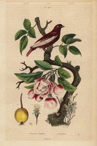 Pompadour cotinga, Xipholena punicea, bir elma ağacında, Malus pumila, meyve, çiçek Pompadour ve buketlerle elma ağacı by Unbekannt