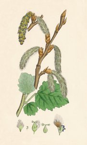 Populus canescens. Gri Kavak, 19. Yüzyıl by Unbekannt