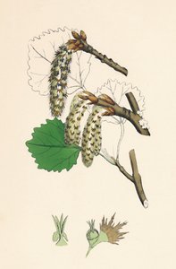 Populus tremula. Aspen, 19. Yüzyıl by Unbekannt