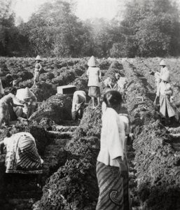 Bir şeker plantasyonunda sulama kanallarının hazırlanması, Java, Hollanda Doğu Hint Adaları, 1927 by Unbekannt