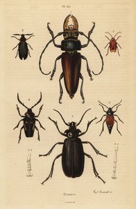 Psalidognathus friendii 1, Yılanın Annesi, Acanthinodera cumingii 2, Allocerus dilaticorne 3, Callipogos barbatus 4, Anacolus sanguineus 5 ve Prionus flavipennis 6 by Unbekannt