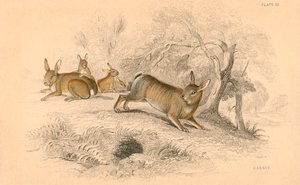 Tavşan Oryctolagus cuniculus, 1828 by Unbekannt
