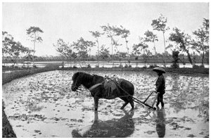Bir pirinç tarlasını tırmıklamak, Japonya, 1904 by Unbekannt