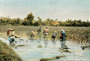 Pirinç Hasadı, 1900. by Unbekannt