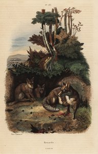 Kızıl tilkiler, Vulpes vulpes, bir inin dışında by Unbekannt