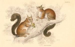 Kızıl sincap Sciurus vulgaris, ağaçta yaşayan, Avrupa ve Asya