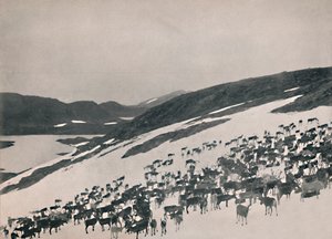 Dağlarda Ren Geyiği, 1914. by Unbekannt