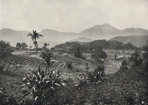 Teraslara dizilmiş pirinç tarlaları, 1926 by Unbekannt
