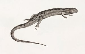 Sürüngenler: Devasa anoller by Unbekannt