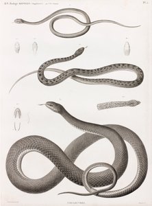 Sürüngenler: yılan çizimleri dizisi by Unbekannt