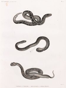 sürüngenler: yılanlar by Unbekannt