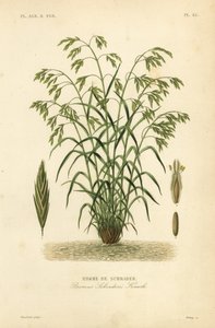 Rescuegrass veya Schrader