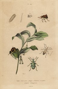 Rhigus, Platyoma ve Cyphus bitleri, kıllı kırkayak, Polyxenus lagers ve Kral Süleyman