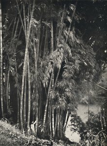 Peradeniya bei Kandy