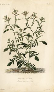 Roket veya roka, Eruca vesicaria, Eruca sativa, Roquette cultivee by Unbekannt