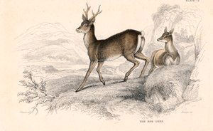 Karaca Capreolus capreolus, Avrasya geyik türleri, 1828 by Unbekannt