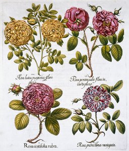 Güller, 1613 by Unbekannt