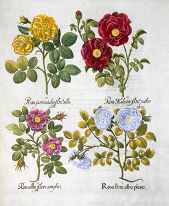 Güller, 1613 by Unbekannt