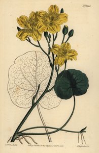 Koşan fasulye, Menyanthes sarmentosa by Unbekannt
