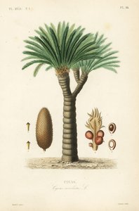 Sago palmiyesi, kral sago, sago cycad veya Japon sago palmiyesi, Cycas revoluta, Cycas by Unbekannt