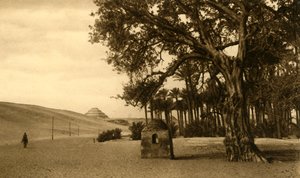 Saqqara - Sycomore