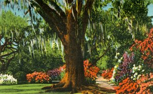 Charleston yakınlarındaki Magnolia Gardens'daki sahne, SC, 1942. by Unbekannt