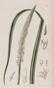 Ayakkabı ocaulon officinale by Unbekannt