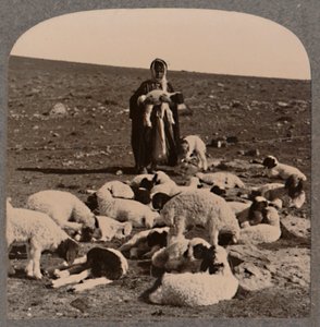 Çoban ve sürü, c1900 by Unbekannt