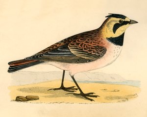 Shore Lark, 19. yüzyılın sonlarında. by Unbekannt