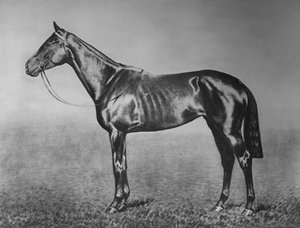 Bayan, 1905-1928, 1911 by Unbekannt