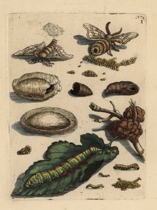 İpekböceği güvesi, Bombyx mori, tırtıl ve dut yaprağı ile pupa, Morus alba I by Unbekannt