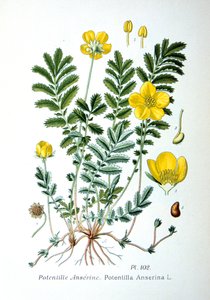 Gümüş otu, 1893 by Unbekannt