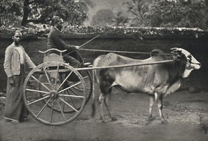 Sinhala zebu saat, 1926 by Unbekannt