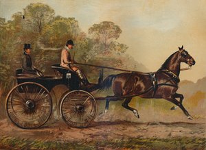 Tek Koşumlu Phaeton Horse Columbine. Charles Baynes Esq.