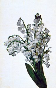 Kardelen, Fransız çiçekli kartpostal, c1900 by Unbekannt