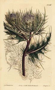 En dikenli devedikeni, Cirsium spinosissimum (Tüy başlı cnicus, Cnicus spinosissimus) by Unbekannt