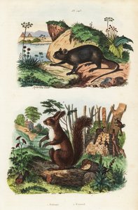Dikenli ağaç faresi, Echimys chrysurus 1 ve Avrasya kızıl sincabı, Sciurus vulgaris 2 by Unbekannt