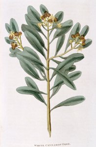 Beyaz tarçın sapı Canella alba, 1823 by Unbekannt