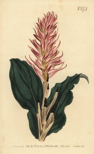 Stenorrhynchos speciosum orkide (Kırmızı çiçekli neottia, Neottia speciosa) by Unbekannt
