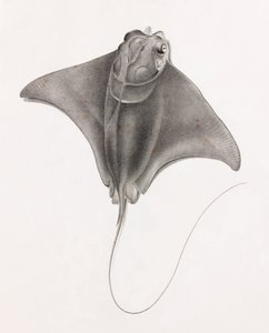 Stingray, üstten görünümü kapatın by Unbekannt