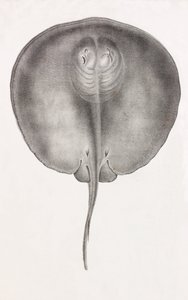Stingray, önden görünüm yakın çekim by Unbekannt