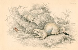 Stoat Mustela erminea, gelincik ailesinin bir üyesi, 1828 by Unbekannt
