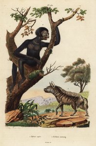 Çizgili sırtlan, Hyaena hyaena 1 ve siamang, Symphalangus syndactylus, nesli tükenmekte olan 2 by Unbekannt