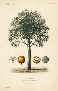 Strychnine ağacı, nux vomica, zehirli fındık veya meni strychnos, Strychnos nux-vomica, Noix vomique by Unbekannt