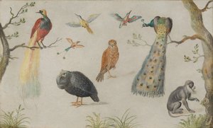Kuşlar ve Maymun Çalışması, 16601670. by Unbekannt