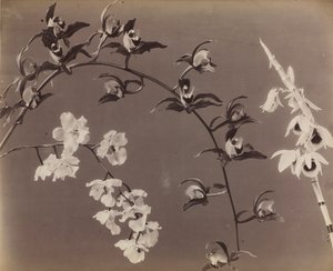 Orkide Çalışması, c. 1870